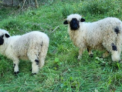 Bild 3:Walliser Schwarznasenschafe