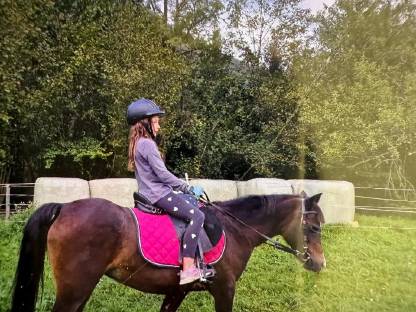 Bild 4:Welsh B Kinderpony