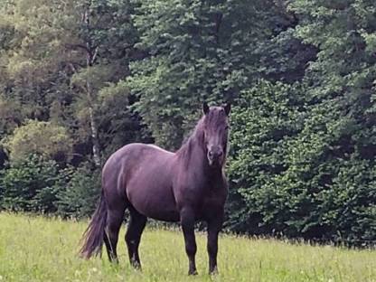 Bild 2:Norikerpärchen