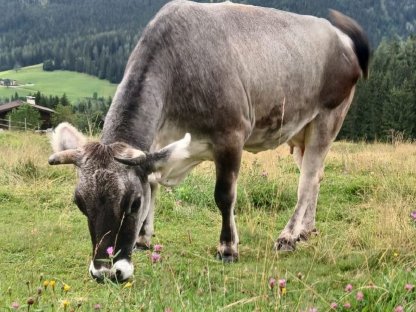 Bio Grauviehkuh