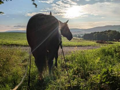 Bild 8:Ausbildung in Kutschenfahrten, Reiten, Holzrücken