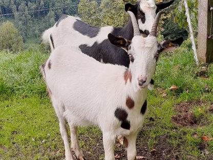 Tauernschecken zu verkaufen