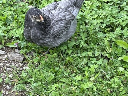 Bild 5:Ameraucana/Barnevelder Paar