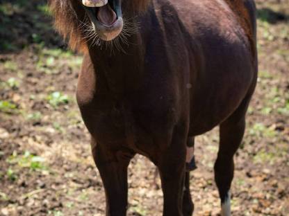 Bild 5:Welsh A Jährlingshengst