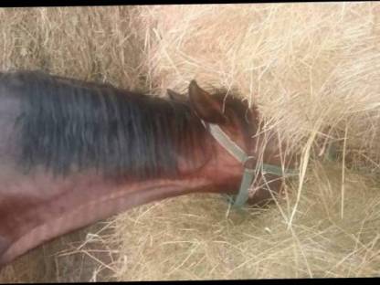 Bild 5:Reitbeteiligung, Pflegebeteiligung, Pferd