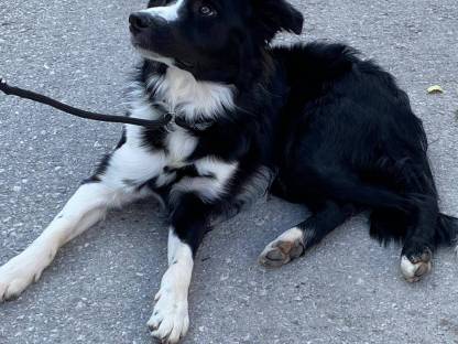 Bild 2:Border Collie Welpen aus Top Arbeitslinie