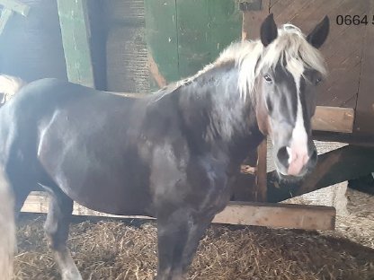 Bild 2:NORIKER-WALLACH