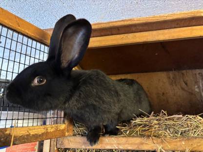 Bild 3:Blaue Wiener und Schwarze Kaninchen