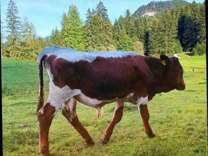 Pinzgauer Stier