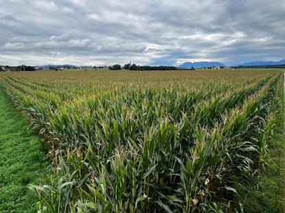 Bild 3:Silomais zu verkaufen, PLZ 5113