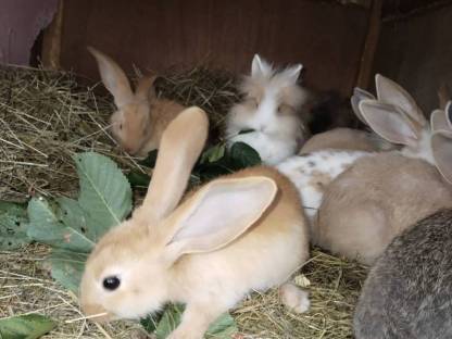 Bild 4:Angora zwerg hasen