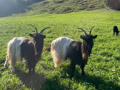 Walliser Schwarzhalsziegen