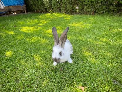 Bild 2:Deutsche Riesen Rammler