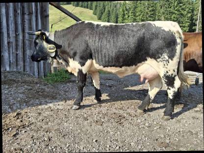 Bild 3:Kuh Rind Milchkuh Pustertaler Sprinzen/Schecken