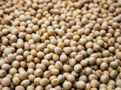 BIO Soja ab Feld