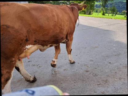 Bild 3:Hochträchtige Kalbin