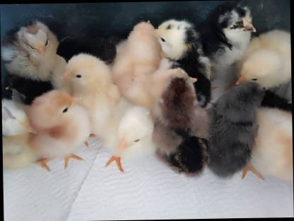 Bild 2:Buntleger Mixküken