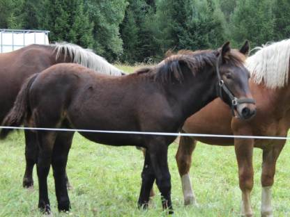 Bild 3:Noriker Hengst mit ausgezeichneter Abstammung