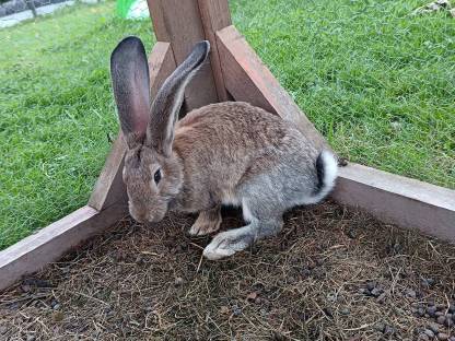 Bild 3:Verkaufe Deutsche Riesenhasen männlich und weiblich