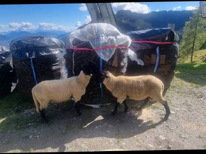 Bild 2:3 Suffolk Jungwidder