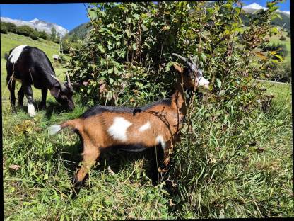 Bild 5:Tauernschecken Ziegenkitz