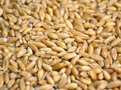 Bio Triticale