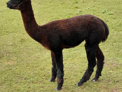 Bild 5:Verkaufen Alpaka Junghengst