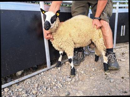 Bild 2:Kerry Hill Sheep Böcke