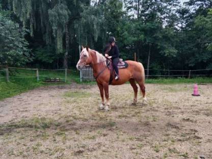 Reitbeteiligung