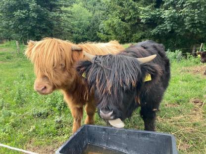 Bild 4:Verk. Hochlandrind-Zuchtkalbin, BIO