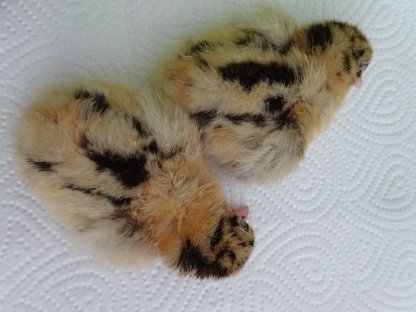 Bild 3:Friesenhuhn gold-schwarzgeflockt