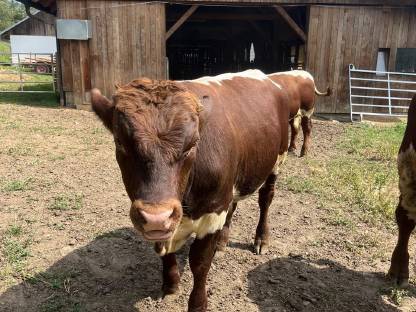 Bild 2:Original Pinzgauer Fleischzuchtstier