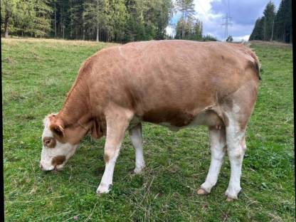 Bild 4:Bio Kalbin hochträchtig