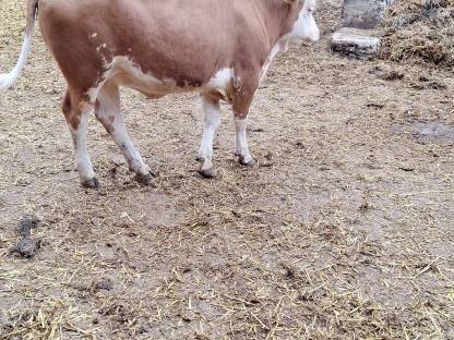 Bild 2:BIO Kalbinnen