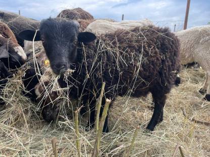Bild 6:Bio Zwergschaf-Lämmer