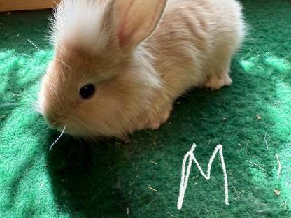 Bild 6:Löwenkopf Hasen