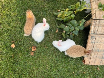 Junge Kaninchen zu vergeben