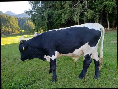 Bild 2:Pinzgauer Sprungstier