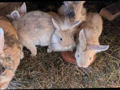 Bild 2:Liebe süße Löwenkopf-Zwergkaninchen