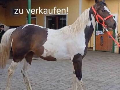 Verkaufe Pintostute Miss RUBIELLA