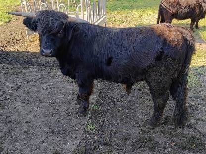 Bild 4:Hochlandrind Stier