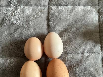 Bild 2:Eier von Rhode Island Reds