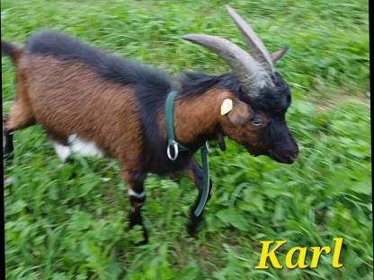 Bild 3:Tauernschecken Kitzböcke