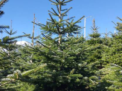 Bild 3:Nordmanntannen