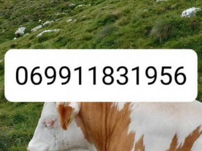 Bild 2:trächtige Fleckviehkalbinnen zu verkaufen