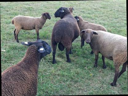 Bild 6:3 Jura Widder