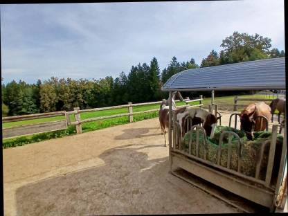 Bild 3:Einstellplätze auf Kurtispferdehof in Ligist