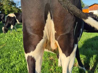Bild 2:Bio-Holsteinkalbin