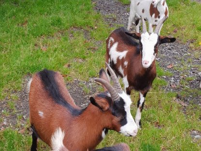 Bild 5:Tauernschecken zu verkaufen