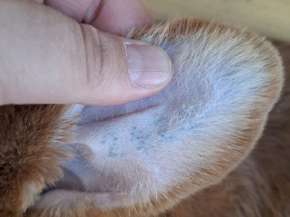 Bild 2:Rote Neuseeländer Rammler